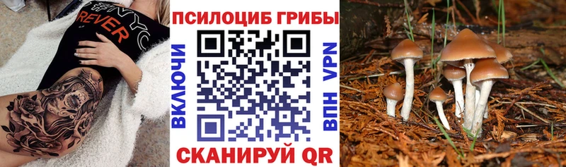 цены наркотик  Ардон  blacksprut   Псилоцибиновые грибы GOLDEN TEACHER 